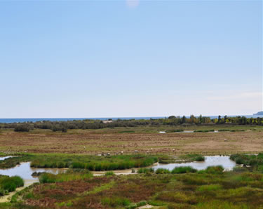 Plana de Castelló d'Empúries