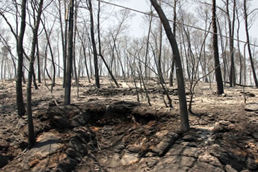 Incendi Empordà 2012