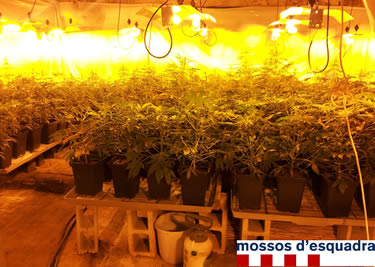 Mossos d'Esquadra