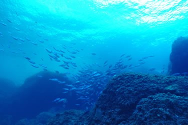 Càtedra Oceans i Salut Humana de Roses