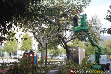 Poda de l'arbrat de Roses