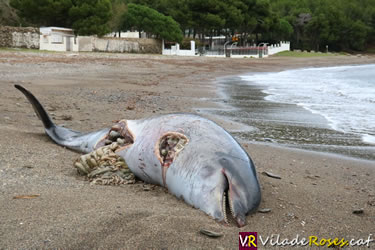 Dofí mort a Cala Montjoi