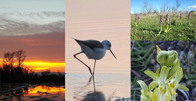 Parc Natural dels Aiguamolls