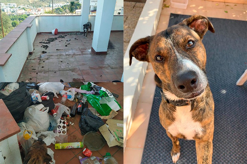 La inhumanitat dels humans