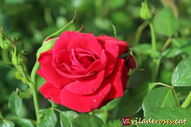 II Fira de la Rosa