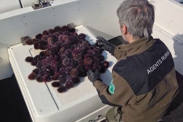 Agents Rurals i inspectors de Pesca
