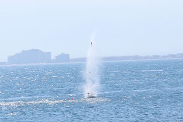 Detonen una mina a Roses