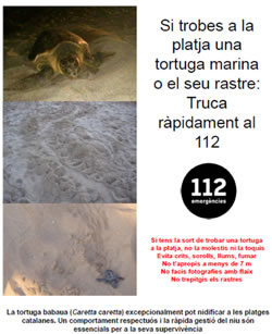 Tortuga babaua