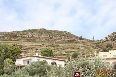 Vinya més petita de Catalunya