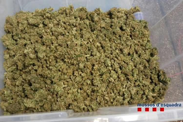Marihuana valorada en 48.000 euros