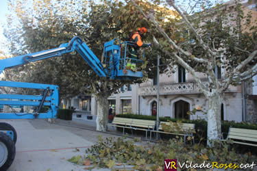 Poda de'arbres a Roses