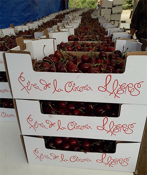 Fira de la Cirera de Llers