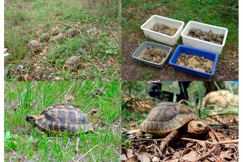 Tortuges alliberades al Paratge Natural de l'Albera