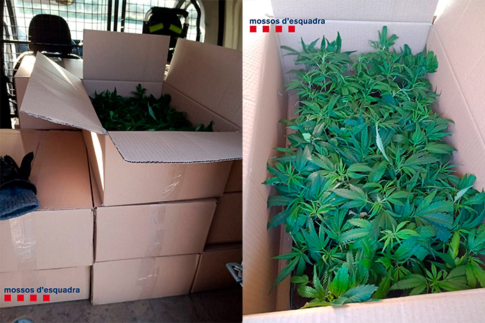 Esqueixos de marihuana