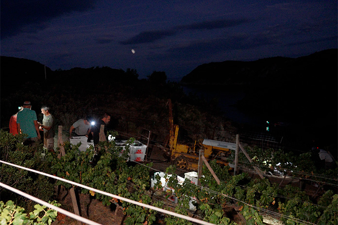 Verema nocturna a Cala Jóncols
