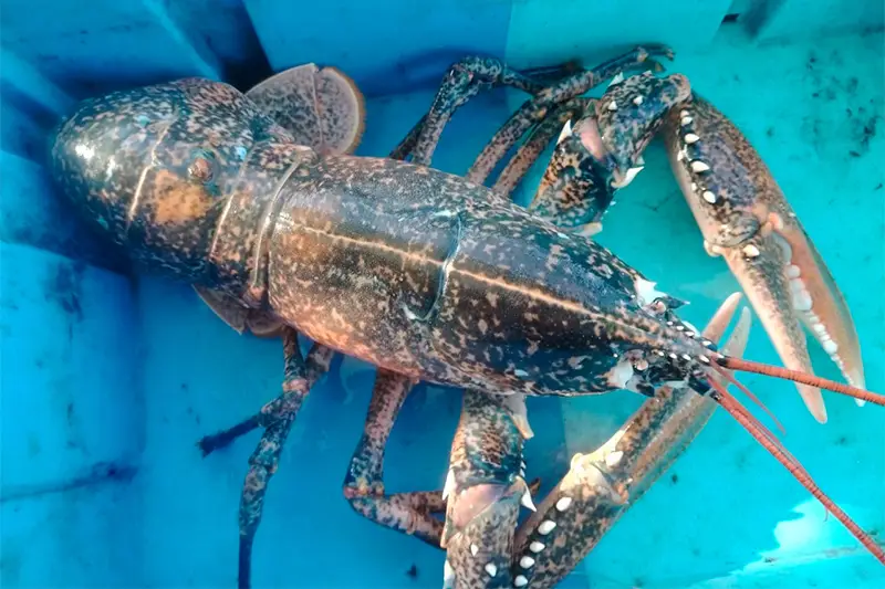 Confraries de Pescadors de Girona