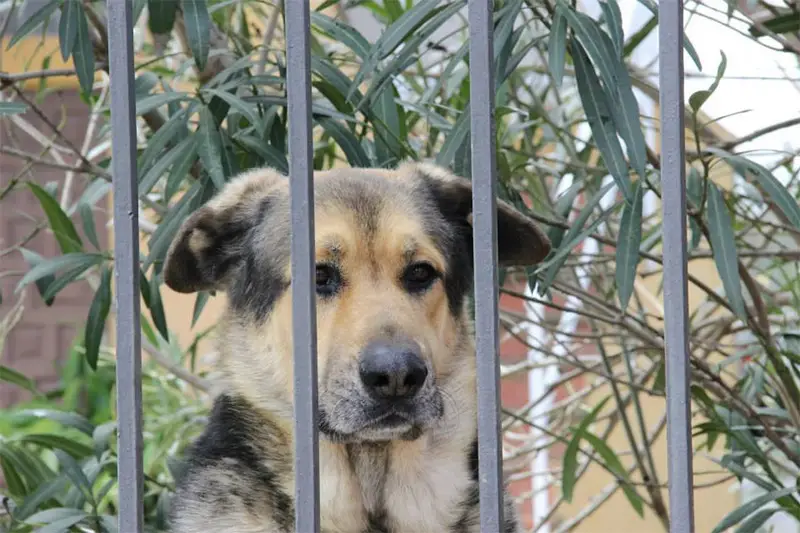 Consell Comarcal de l'Alt Empordà
