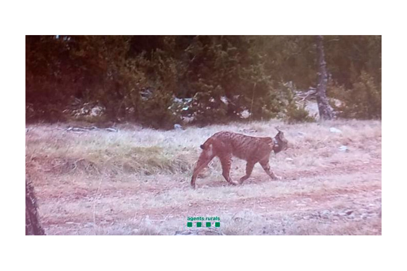 Segon linx a Catalunya en els darrers anys
