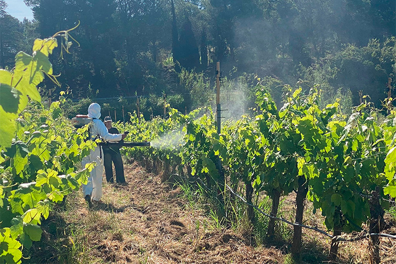 Nous assajos d'eficàcia contra el míldiu de la vinya