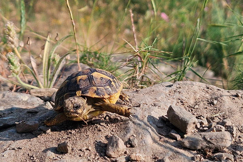 Programa de reintroducció de la tortuga mediterrània