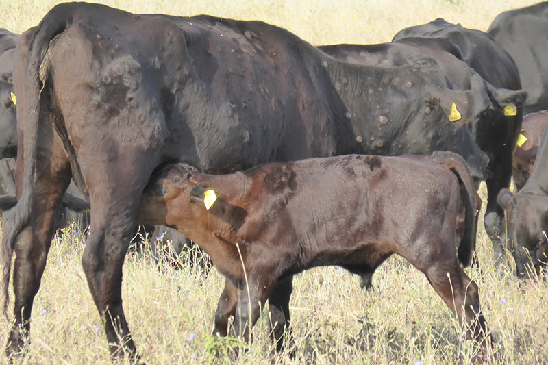 Focus de Dermatosi Nodular Contagiosa