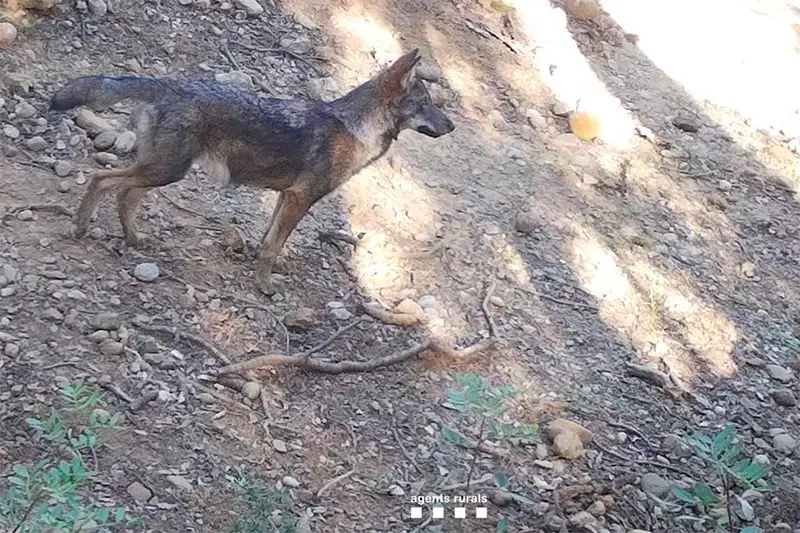 Llopada de 2 adults i 3 cadells