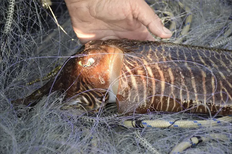 Veda de la sípia a Roses