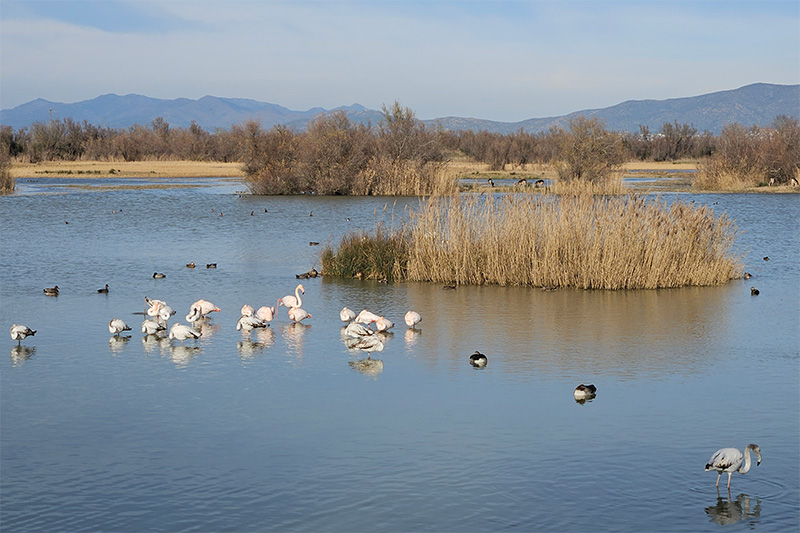 Parc Natural dels Aiguamolls de l'Empordà