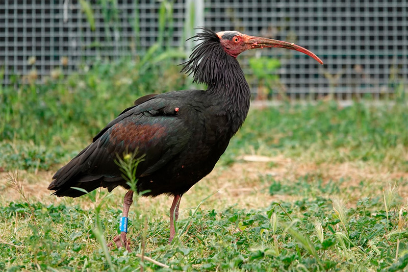 Ibis ermità