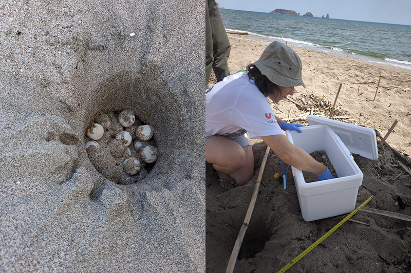 Primer niu de tortuga careta a l'Estartit